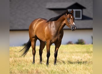 American Quarter Horse, Stute, 3 Jahre, Rotbrauner