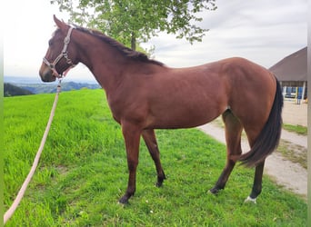 American Quarter Horse, Stute, 3 Jahre, Rotbrauner