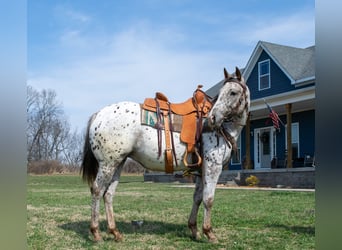 American Quarter Horse, Stute, 3 Jahre, Rotbrauner