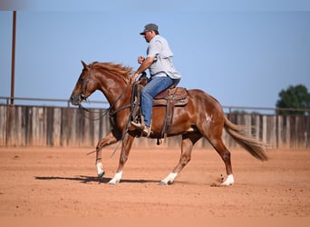American Quarter Horse, Stute, 3 Jahre, Rotfuchs
