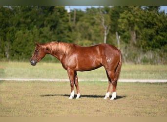 American Quarter Horse, Stute, 3 Jahre, Rotfuchs