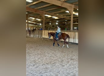 American Quarter Horse, Stute, 3 Jahre, Rotfuchs