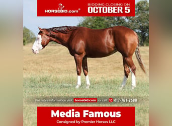 American Quarter Horse, Stute, 3 Jahre, Rotfuchs