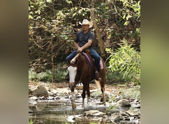 American Quarter Horse, Stute, 3 Jahre, Rotfuchs
