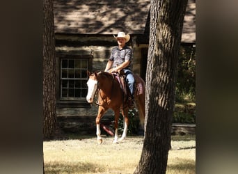 American Quarter Horse, Stute, 3 Jahre, Rotfuchs