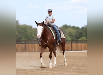 American Quarter Horse, Stute, 3 Jahre, Rotfuchs
