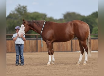 American Quarter Horse, Stute, 3 Jahre, Rotfuchs