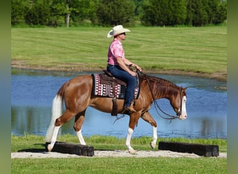 American Quarter Horse, Stute, 3 Jahre, Rotfuchs