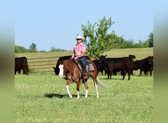 American Quarter Horse, Stute, 3 Jahre, Rotfuchs