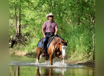 American Quarter Horse, Stute, 3 Jahre, Rotfuchs