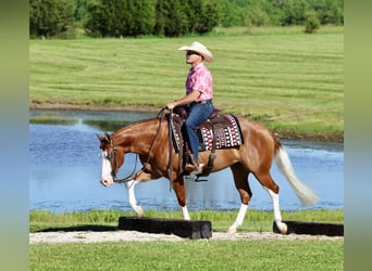 American Quarter Horse, Stute, 3 Jahre, Rotfuchs