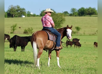 American Quarter Horse, Stute, 3 Jahre, Rotfuchs