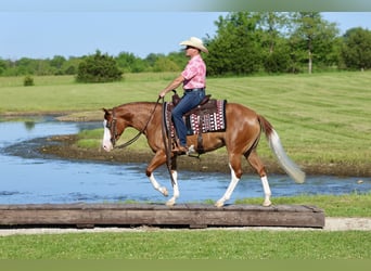 American Quarter Horse, Stute, 3 Jahre, Rotfuchs