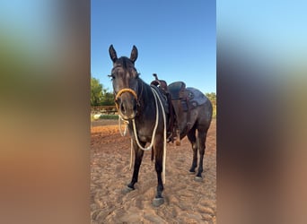 American Quarter Horse, Stute, 3 Jahre, Schimmel
