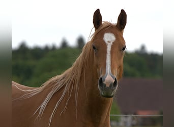 American Quarter Horse, Stute, 3 Jahre