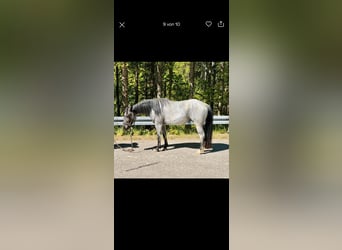 American Quarter Horse, Stute, 4 Jahre, 140 cm, Roan-Blue
