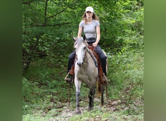 American Quarter Horse Mix, Stute, 4 Jahre, 142 cm, Apfelschimmel