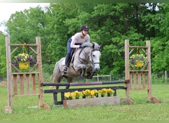 American Quarter Horse Mix, Stute, 4 Jahre, 142 cm, Apfelschimmel