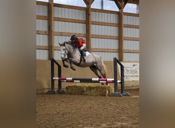 American Quarter Horse Mix, Stute, 4 Jahre, 142 cm, Apfelschimmel