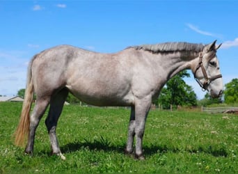 American Quarter Horse Mix, Stute, 4 Jahre, 142 cm, Apfelschimmel