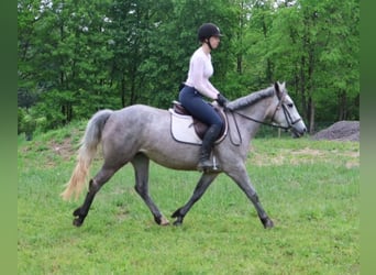American Quarter Horse Mix, Stute, 4 Jahre, 142 cm, Apfelschimmel