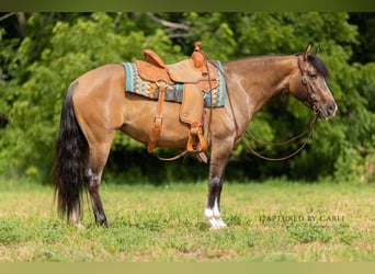 American Quarter Horse, Stute, 4 Jahre, 142 cm, Falbe