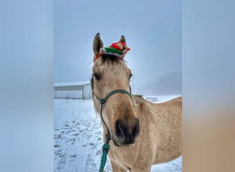 American Quarter Horse, Stute, 4 Jahre, 142 cm, Falbe