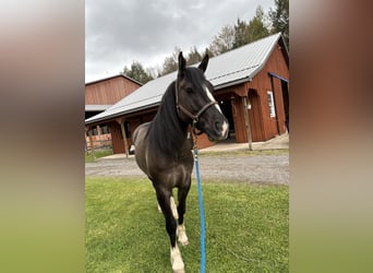 American Quarter Horse, Stute, 4 Jahre, 142 cm, Grullo