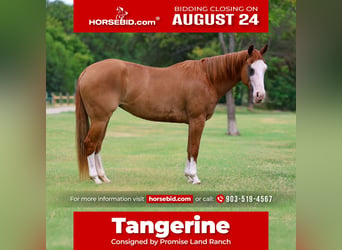 American Quarter Horse, Stute, 4 Jahre, 142 cm, Rotfuchs