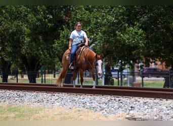 American Quarter Horse, Stute, 4 Jahre, 142 cm, Rotfuchs