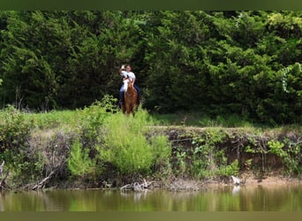 American Quarter Horse, Stute, 4 Jahre, 142 cm, Rotfuchs