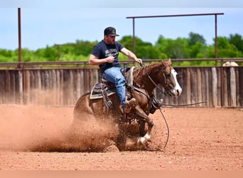 American Quarter Horse, Stute, 4 Jahre, 142 cm, Rotfuchs