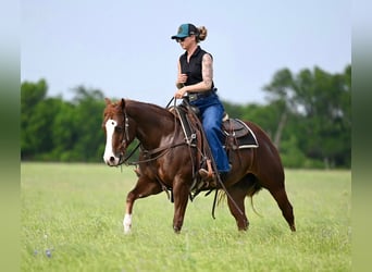 American Quarter Horse, Stute, 4 Jahre, 142 cm, Rotfuchs