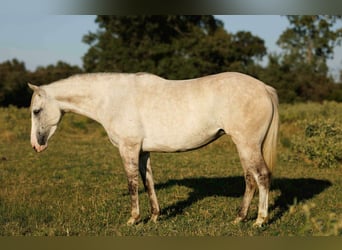 American Quarter Horse, Stute, 4 Jahre, 142 cm, Schimmel
