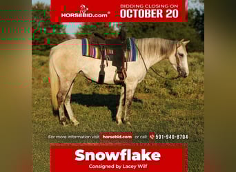 American Quarter Horse, Stute, 4 Jahre, 142 cm, Schimmel