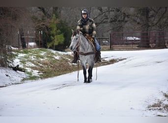American Quarter Horse, Stute, 4 Jahre, 142 cm, Schimmel