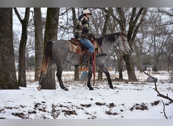 American Quarter Horse, Stute, 4 Jahre, 142 cm, Schimmel