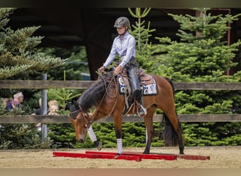 American Quarter Horse, Stute, 4 Jahre, 145 cm, Brauner