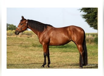 American Quarter Horse, Stute, 4 Jahre, 145 cm, Brauner
