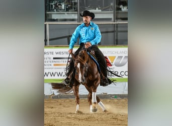 American Quarter Horse, Stute, 4 Jahre, 145 cm, Dunkelfuchs