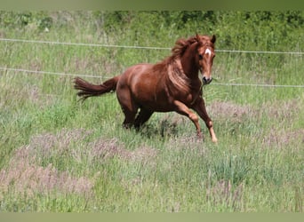 American Quarter Horse, Stute, 4 Jahre, 145 cm, Fuchs