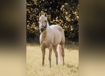 American Quarter Horse, Stute, 4 Jahre, 145 cm, Palomino