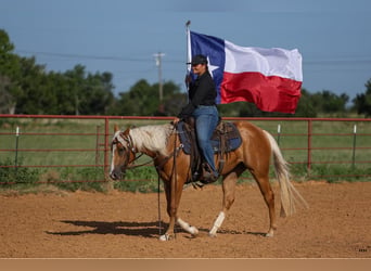 American Quarter Horse, Stute, 4 Jahre, 145 cm, Palomino