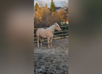 American Quarter Horse, Stute, 4 Jahre, 145 cm, Palomino