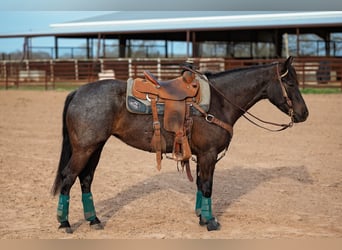 American Quarter Horse, Stute, 4 Jahre, 145 cm, Rappe