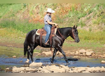 American Quarter Horse, Stute, 4 Jahre, 145 cm, Rappe