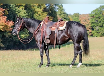 American Quarter Horse, Stute, 4 Jahre, 145 cm, Rappe