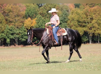 American Quarter Horse, Stute, 4 Jahre, 145 cm, Rappe