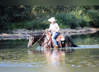 American Quarter Horse, Stute, 4 Jahre, 145 cm, Rappe