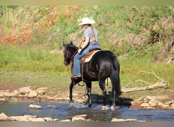 American Quarter Horse, Stute, 4 Jahre, 145 cm, Rappe